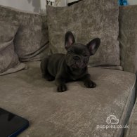 French Bulldog - Both