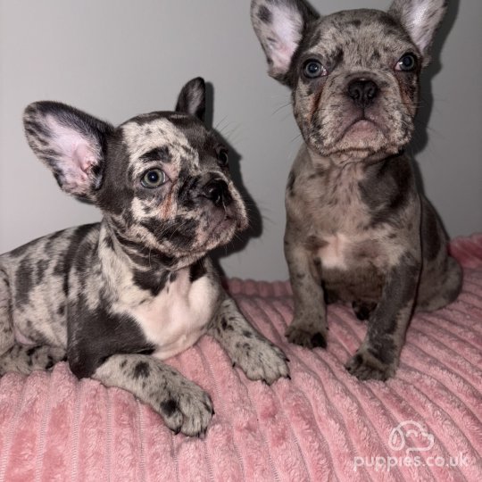 French Bulldog - Both