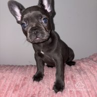 French Bulldog - Both