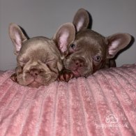 French Bulldog - Both