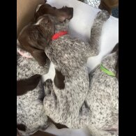 German Pointer - Both