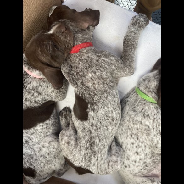 German Pointer - Both