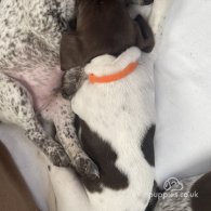 German Pointer - Both