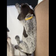 German Pointer - Both