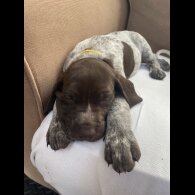 German Pointer - Both