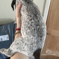 German Pointer - Both