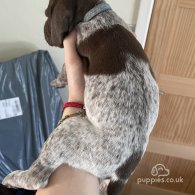 German Pointer - Both