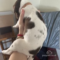 German Pointer - Both