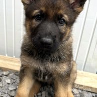 German Shepherd (Alsatian) - Both