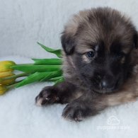 German Shepherd (Alsatian) - Both