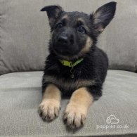 German Shepherd (Alsatian) - Both