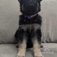 German Shepherd (Alsatian) - Both