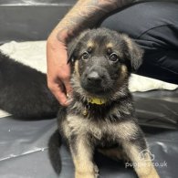 German Shepherd (Alsatian) - Both