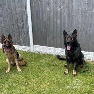 German Shepherd (Alsatian) - Both