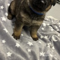 German Shepherd (Alsatian) - Both