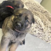 German Shepherd (Alsatian) - Both