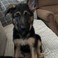 German Shepherd (Alsatian) - Both