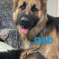 German Shepherd (Alsatian) - Both