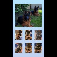 German Shepherd (Alsatian) - Both