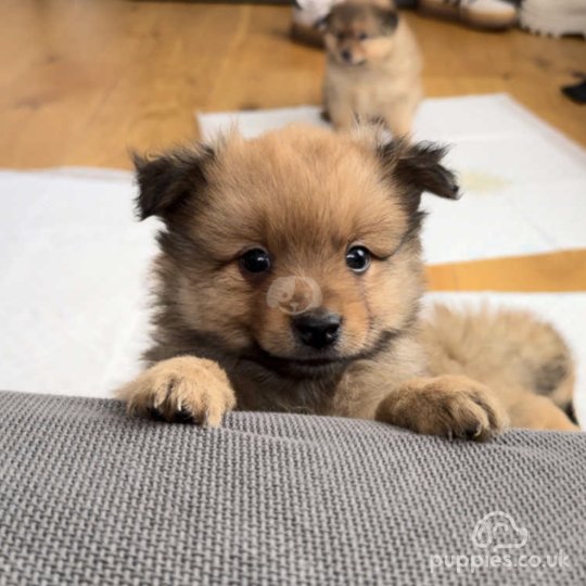 German Spitz - Both