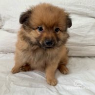 German Spitz - Both