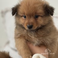 German Spitz - Both