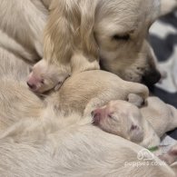 Golden Retriever - Both