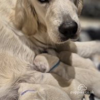 Golden Retriever - Both