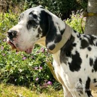 Great Dane - Both