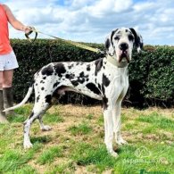 Great Dane - Both