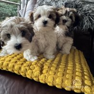 Havanese - Dogs