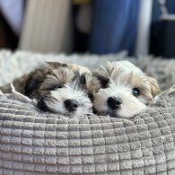 Havanese - Dogs