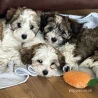 Havanese - Dogs