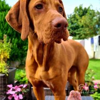 Hungarian Vizsla - Both