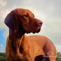 Hungarian Vizsla - Both