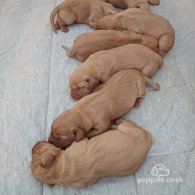 Hungarian Vizsla - Both