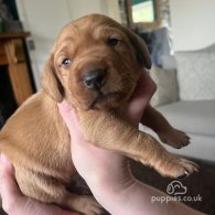 Hungarian Vizsla - Both