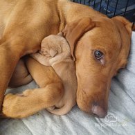 Hungarian Vizsla - Both