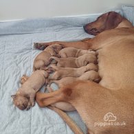 Hungarian Vizsla - Both