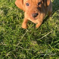 Hungarian Vizsla - Both