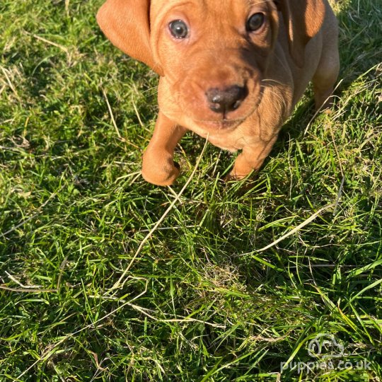 Hungarian Vizsla - Both