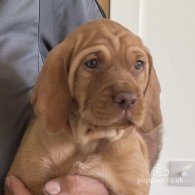 Hungarian Vizsla - Both