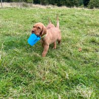 Hungarian Vizsla - Both