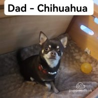 Chihuahua - Both