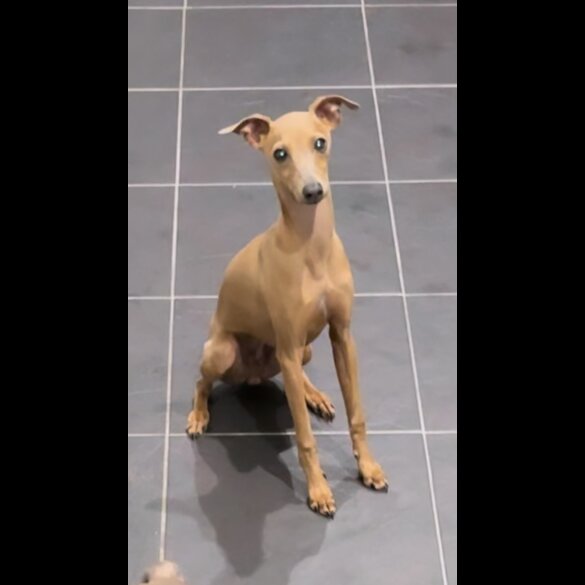 Italian Greyhound