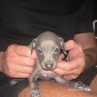 Italian Greyhound - Both