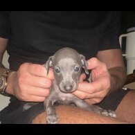 Italian Greyhound - Both