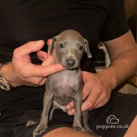 Italian Greyhound - Both