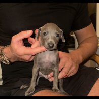 Italian Greyhound - Both