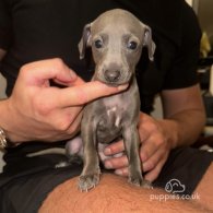 Italian Greyhound - Both